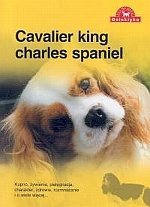 Cavalier King charles spaniel
