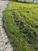 Siatka WildNet - ochrona przed dzikami - 50m x 90cm 