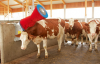 Czochradło automatyczne HAPPYCOW Uno Kerbl