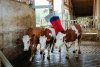 Czochradło automatyczne HAPPYCOW MaxiSwing 