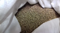 Konopie paszowe/wędkarskie 1kg 