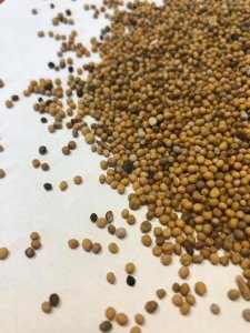 Gorczyca sarepska 1kg