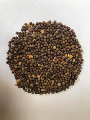 Wyka jara 1kg