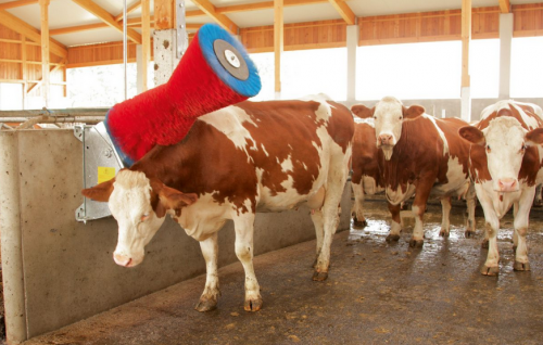 Czochradło automatyczne HAPPYCOW Uno Kerbl