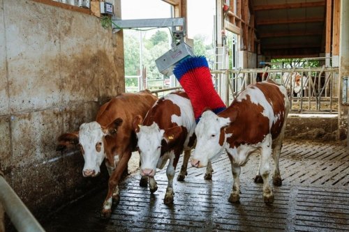 Czochradło automatyczne HAPPYCOW MaxiSwing 