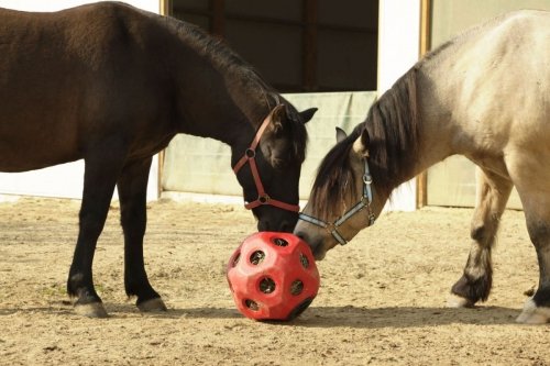 Piłka do zabawy dla koni HeuBoy, 40 cm, czerwona
