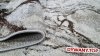 WENUS szary grey 7770