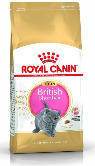 Royal British Shorthair Kitten 2kg