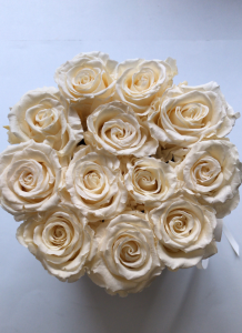 Ecru,WIECZNE żywe róże w średnim velvet białym boxie