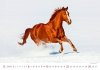 Kalendarz ścienny wieloplanszowy Horses 2024 - grudzień 2024
