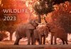 Kalendarz ścienny wieloplanszowy Wildlife 2023 - exclusive edition - okładka 