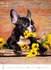 Kalendarz ścienny wieloplanszowy Puppies 2025 - maj 2025