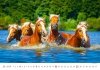 Kalendarz ścienny wieloplanszowy Horses 2024 - sierpień 2024