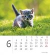 Kalendarz biurkowy 2022 Kotki (Kittens) - czerwiec 2022