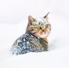 Kalendarz ścienny wieloplanszowy Cats 2025 z naklejkami - styczeń 2025