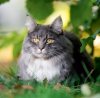 Kalendarz ścienny wieloplanszowy Cats 2025 z naklejkami - wrzesień 2025