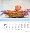 Kalendarz biurkowy 2024 Pieski (Puppies) - maj 2024