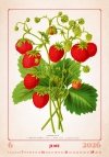 H17 Kalendarz ścienny wieloplanszowy HERBARIUM 2026 Z NADRUKIEM