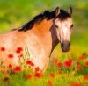 Kalendarz ścienny wieloplanszowy Horses 2024 z naklejkami - czerwiec 2024