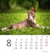 Kalendarz biurkowy 2024 Pieski (Puppies) - sierpień 2024