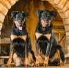 Kalendarz ścienny wieloplanszowy Dogs 2023 z naklejkami - grudzień 2023 