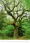 Kalendarz ścienny wieloplanszowy Trees 2025 - maj 2025