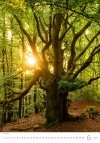 kalendarz ścienny na rok 2026 z pięknymi fotografiami natury