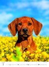 H34 Kalendarz ścienny wieloplanszowy Puppies 2026