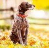 Kalendarz ścienny wieloplanszowy Dogs 2022 z naklejkami - listopad 2022