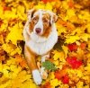 Kalendarz ścienny wieloplanszowy Dogs 2024 z naklejkami - listopad 2024