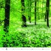 H31 Kalendarz ścienny wieloplanszowy Forest 2026