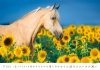 Kalendarz ścienny wieloplanszowy Horses 2023 - lipiec 2023