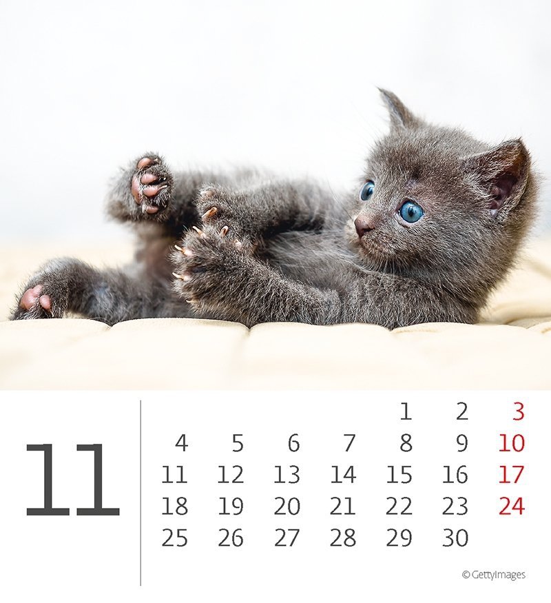 Kalendarz biurkowy 2024 Kotki (Kittens) - listopad 2024