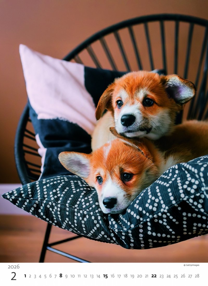 H34 Kalendarz ścienny wieloplanszowy Puppies 2026