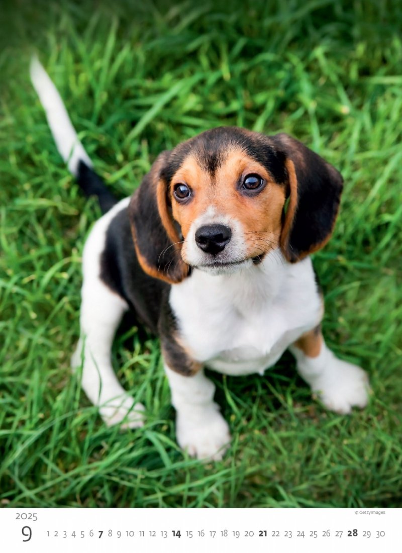 Kalendarz ścienny wieloplanszowy Puppies 2025 - wrzesień 2025
