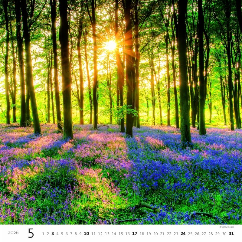 H31 Kalendarz ścienny wieloplanszowy Forest 2026