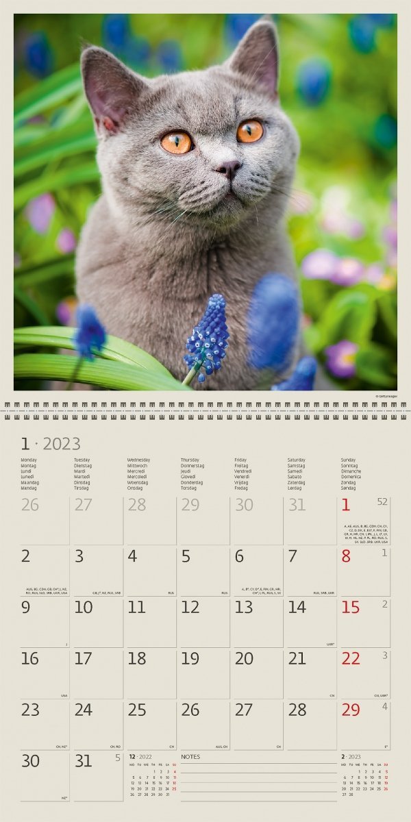 Kalendarz ścienny wieloplanszowy Cats 2023 z naklejkami - styczeń 2023