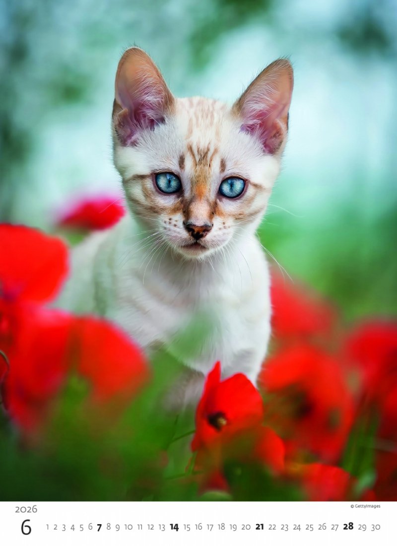 ścienny kalendarz dla kociarzy na rok 2026