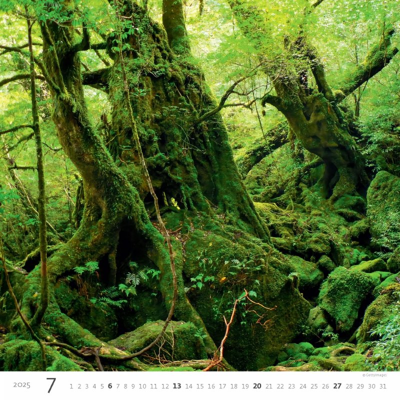 Kalendarz ścienny wieloplanszowy Forest 2025 - lipiec 2025