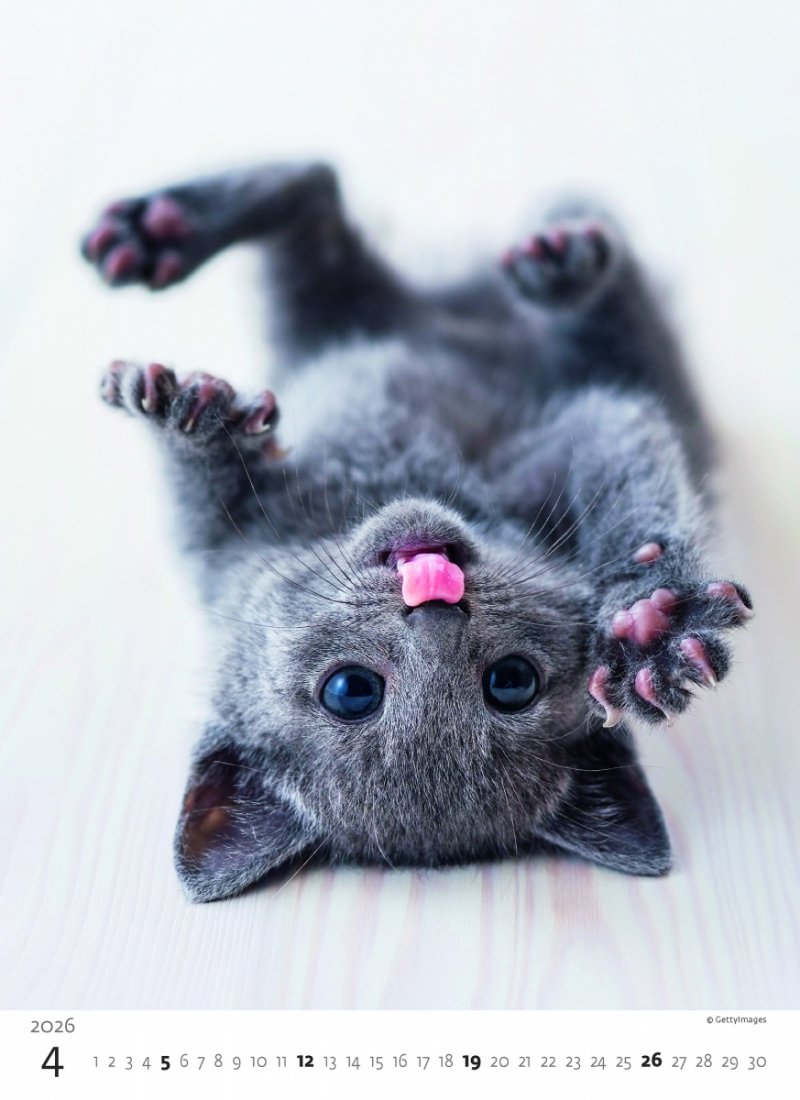 kalendarz do powieszenia na ścianie w pokoju dziecięcym, dla miłośników kotów