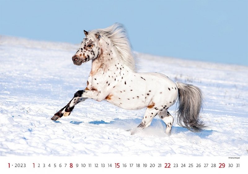 Kalendarz ścienny wieloplanszowy Horses 2023 - styczeń 2023