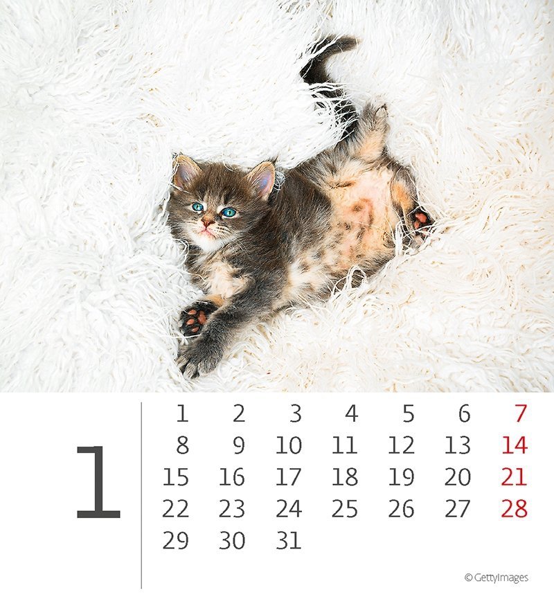 Kalendarz biurkowy 2024 Kotki (Kittens) - styczeń 2024