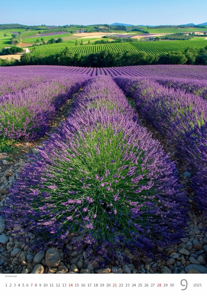 Kalendarz ścienny wieloplanszowy Provence 2025 - wrzesień 2025