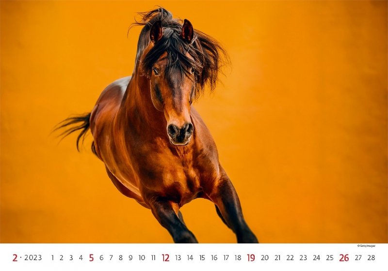 Kalendarz ścienny wieloplanszowy Horses 2023 - luty 2023