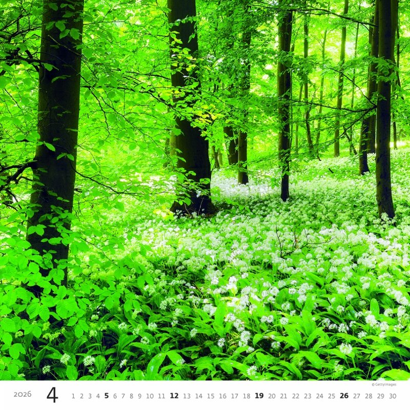 H31 Kalendarz ścienny wieloplanszowy Forest 2026