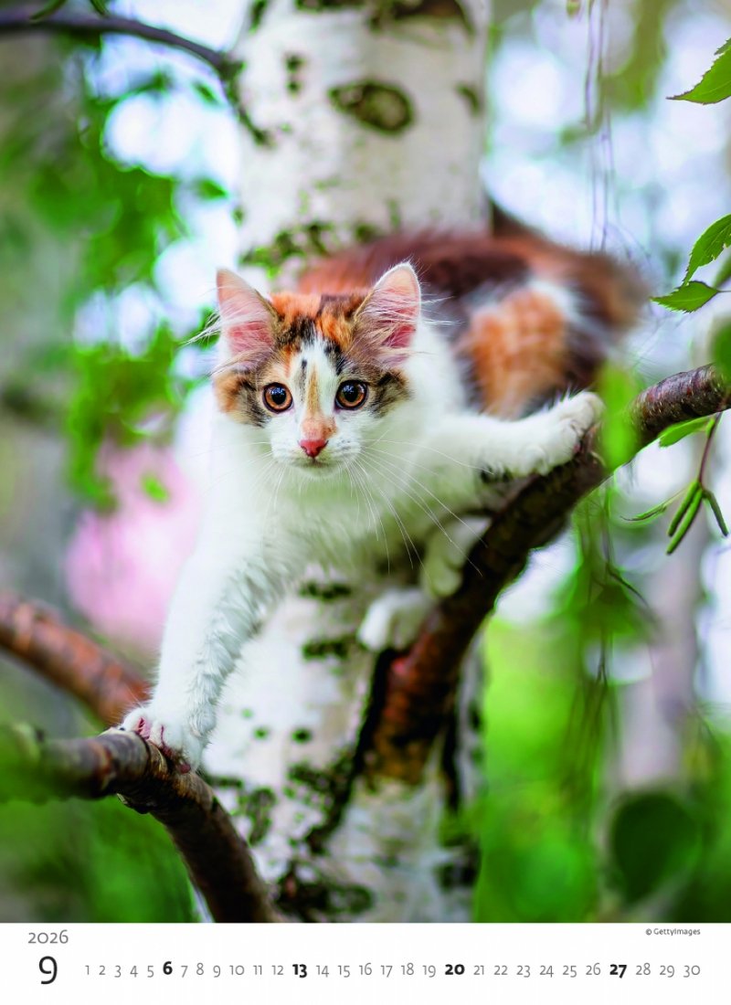 kalendarz ścienny z pięknymi fotografiami małych kociaków