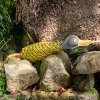 GREEN & WILD'S Delilah the Duckess (Kaczka)
