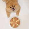 Pups & Bubs CHEESY BREAD Serowa bułeczka zabawka węchowa 