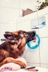 Mata LickiMat® Splash™ pomarańczowa