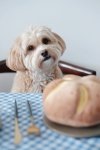 Pups & Bubs CHEESY BREAD Serowa bułeczka zabawka węchowa 